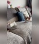 Agile rabbit hops over and over chihuahua chasing it on sofa in China