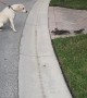 Dog and Squirrels Have a Standoff