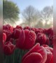 'Tulip Heaven' at local flower patch in Holland