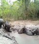 Six baby elephants rescued from muddy pit after being trapped for days