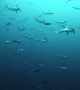 Huge School of Hammerhead Sharks