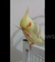 Cockatiel becomes confused when she drops her toothpick