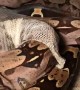 Time-Lapse Footage of Suriname Boa Constrictor Molting