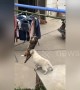 Bulldog wants to play with cat busy hanging in mid-air stealing fish in China
