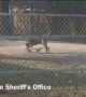 Officer catches dog skateboarding in Northwest Jacksonville
