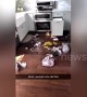 Adorable guilty-looking dog destroys owner's kitchen