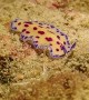 Candy Color Flatworm
