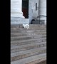 This fluffy Samoyed pup was very nervous going down some stairs