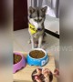Husky doesn't like owner trying to trick him with picture of tasty food