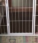Puppy Makes a Prison Break