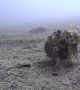Coconut Octopus Takes a Stroll on the Ocean Floor