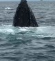 Whales Put on Show for Watching Tour Group
