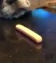 Sneaky Boxer Steals Hotdog