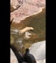 Dog enjoying waterfall gets stuck and pulled out by owner