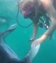 Researchers in Mozambique save manta ray from fishing net