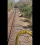 Lions on the line! Driver halts train due to wild big cats