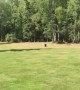 Friendly bear cub walks across golf course to greet golfer