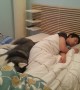 Husky tries to wake up owner but hilariously cuddles instead