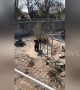 Lively brown bear dances against monkey bars in Chinese zoo