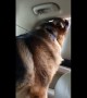 Dog gives priceless reaction after realizing he's at the vet
