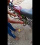 Tiny green snake keeps nipping at man trying to rescue it from motorcycle engine