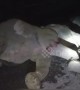 Young wild elephant injured after being hit by truck crossing road in northern India