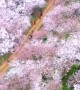 Incredible drone footage shows blooming cherry trees in China's Guizhou