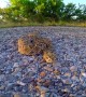 Rattlesnake bites camera while being ushered out of road in Texas