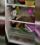 Puppy is tired of the Indian heat and crawls into a fridge to escape