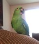 Funny Singing Pets
