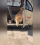 Timid golden retriever gets too scared to step out of three-wheeler