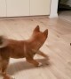 Shiba Inu Puppy Totally Loses It When Owner Comes Home