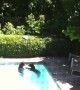 Who Knew Bears Love the Pool?