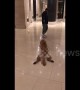 Lazy dog doesn't want to walk and has to be dragged by owner