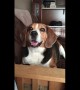 Man has full on conversation with his talking beagle