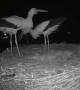 Storks Celebrate Laying First Egg