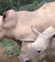 The son of China’s first white rhinoceros meet tourists in Guangdong