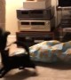 Kitten Learns How to Sneak and Spook