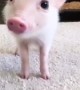 Mini Pig Strikes a Pose
