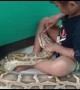 Little girl applies medicine to giant 4.5m python to treat mouth infection