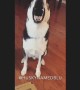 Guilty dog refuses to face the truth, throws tantrum instead