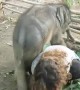 Baby elephant absolutely loves cuddling with her caretaker
