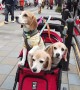 Trio of Beagles in a pram surrounded by cherry blossom spotted in Tokyo