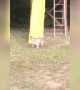 Pup Can\'t Figure out the Slide