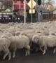 How to Herd Hundreds of Sheep