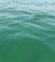 Baby dolphins decide to swim with paddle boarder in California