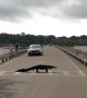 Alligator Moseys Across Crosswalk