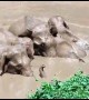 Entire herd of elephants rescued after jumping into farm pond to save lost calf