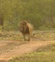 Lion reacts after suddenly stepping on thorn