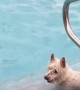 Westie dog shows off perfect diving form while jumping into pool